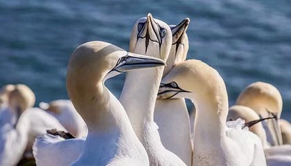 开云esports-南安普顿锋线新援表现出色，南安普顿中锋